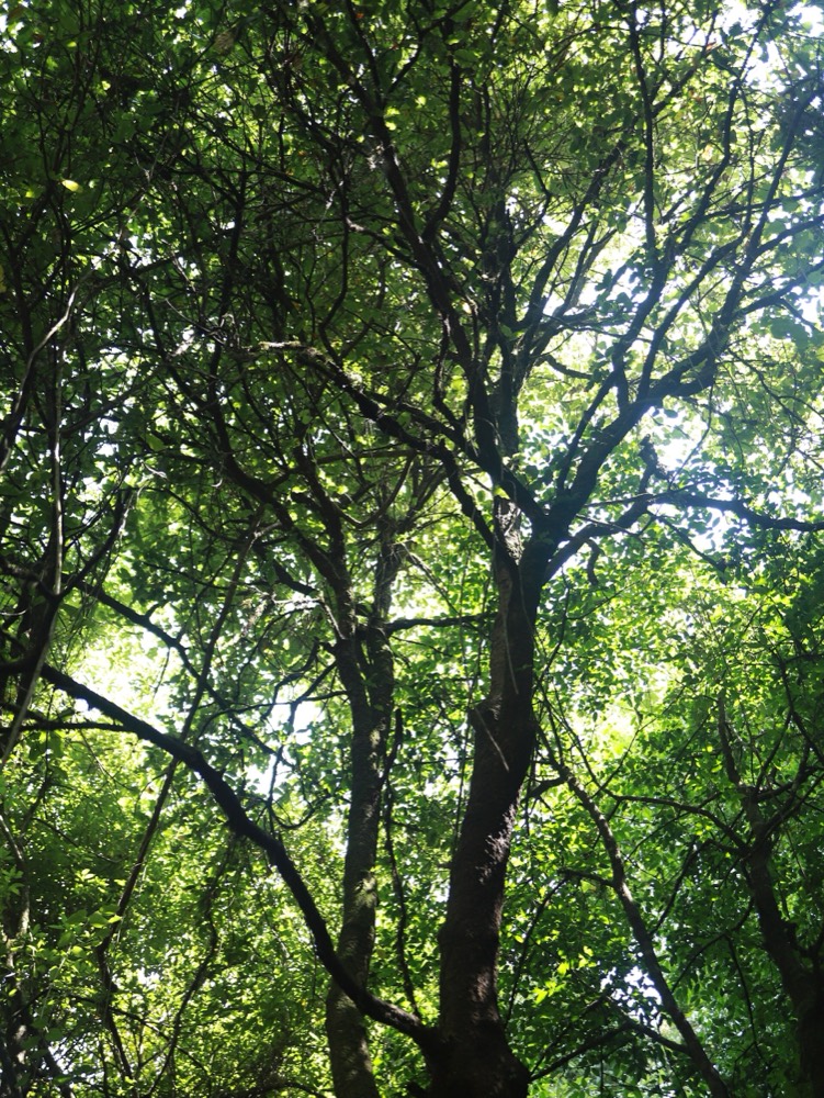 Looking up into a dense green tree canopy
