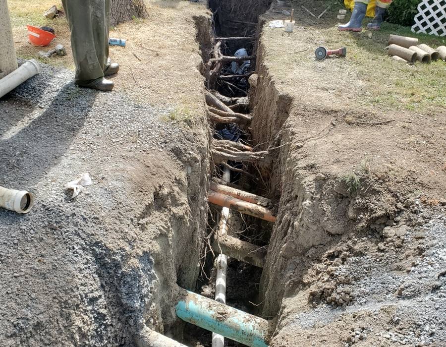 Excavated trench running past established trees on a residential property
